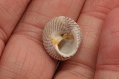 Steromphala cineraria