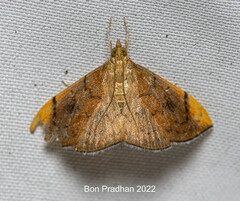 Hyalobathra