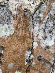 Pseudomyrmex simplex