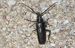 Derobrachus geminatus