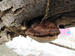 Inocutis tamaricis