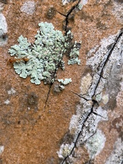 Pseudomyrmex simplex