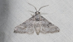 Eubarnesia ritaria
