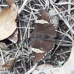 Thorybes pseudocellus