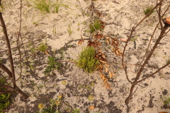 Diosma oppositifolia