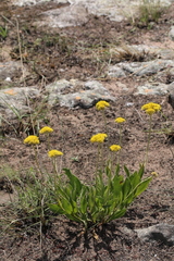 Helichrysum acutatum