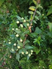 Myrtus communis