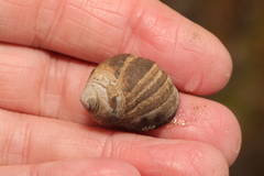 Littorina littorea