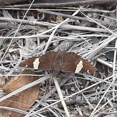 Thorybes pseudocellus