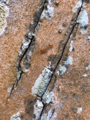 Pseudomyrmex simplex