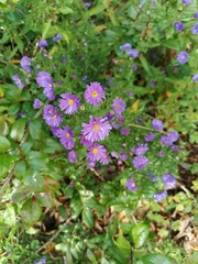 Symphyotrichum
