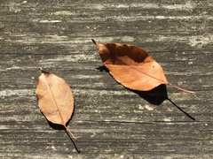 Eriophyes cerasicrumena