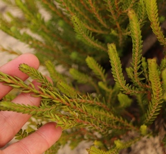 Diosma oppositifolia