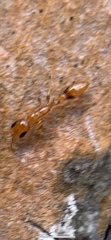 Pseudomyrmex simplex