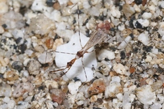 Stenolemoides arizonensis