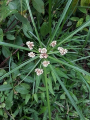 Cyperus luzulae