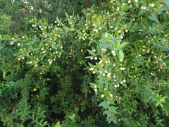 Myrtus communis