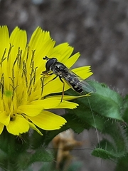 Syrphini