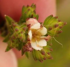 Diosma oppositifolia