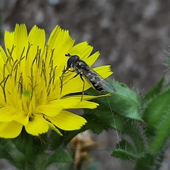 Syrphini