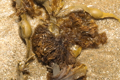 Vertebrata lanosa
