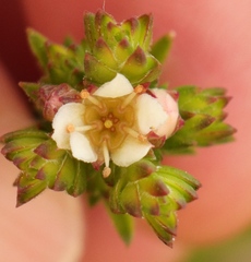 Diosma oppositifolia