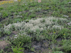 Helichrysum pannosum