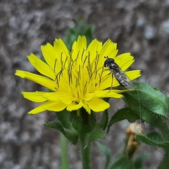 Syrphini