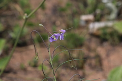 Heliophila rigidiuscula