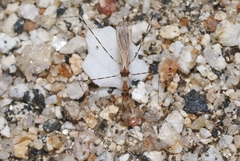 Stenolemoides arizonensis