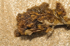Vertebrata lanosa