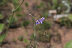 Heliophila rigidiuscula