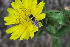 Syrphini