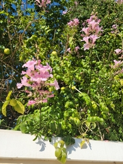 Podranea ricasoliana
