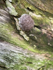 Reticularia