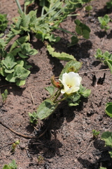 Hibiscus aethiopicus