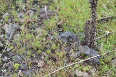 Phrynosoma orbiculare