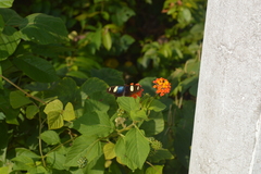 Heliconius