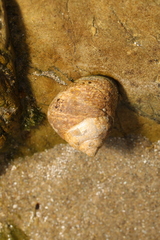 Littorina littorea