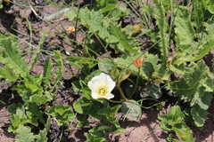 Hibiscus aethiopicus