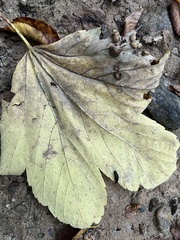 Pediaspis aceris