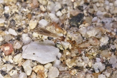 Stenolemoides arizonensis