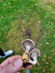 Gomphidius glutinosus