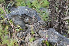 Phrynosoma orbiculare