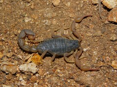 Hottentotta ugandaensis