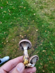 Gomphidius glutinosus