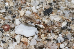 Stenolemoides arizonensis