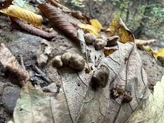 Pediaspis aceris