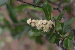 Homalium rufescens