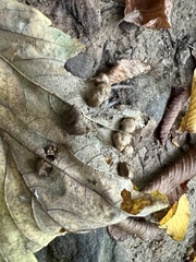Pediaspis aceris